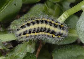 Attēlu rezultāti vaicājumam “Zygaena lonicerae larva”