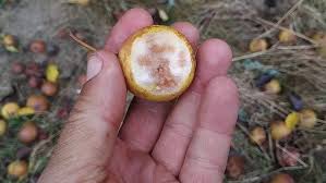 Attēlu rezultāti vaicājumam “Pyrus pyraster”