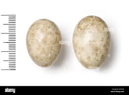 Attēlu rezultāti vaicājumam “Caprimulgus europaeus egg”