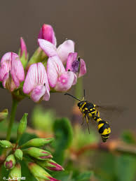 Attēlu rezultāti vaicājumam “Eumenes sp.”