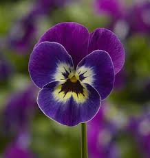 Image result for Hornveilchen