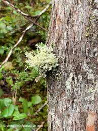 Attēlu rezultāti vaicājumam “Inonotus leporinus”