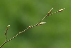 Attēlu rezultāti vaicājumam “Carpinus betulus leaf”