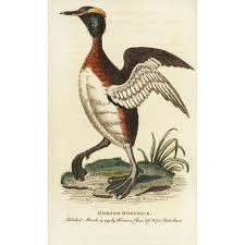 Image result for Podiceps auritus