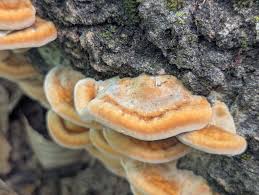 Attēlu rezultāti vaicājumam “Inonotus rheades”