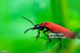 Attēlu rezultāti vaicājumam “Pyrochroa coccinea”