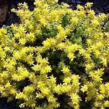 Attēlu rezultāti vaicājumam “Sedum sexangulare flower”