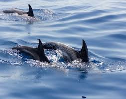 Afbeeldingsresultaat voor dolfijnen