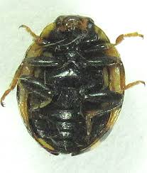 Attēlu rezultāti vaicājumam “Coccinula quatuordecimpustulata”