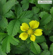 Attēlu rezultāti vaicājumam “Potentilla reptans flower”
