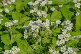 Attēlu rezultāti vaicājumam “Fragaria moschata flower”
