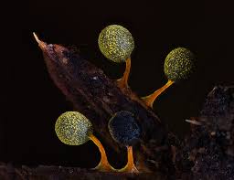 Attēlu rezultāti vaicājumam “Physarum penetrale macro”