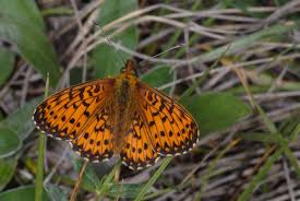 Attēlu rezultāti vaicājumam “Boloria titania underside”