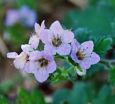 Attēlu rezultāti vaicājumam “Phacelia tanacetifolia flower”