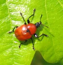 Attēlu rezultāti vaicājumam “Attelabus nitens”