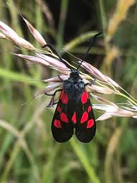 Attēlu rezultāti vaicājumam “Zygaena lonicerae”