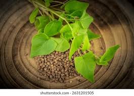 Attēlu rezultāti vaicājumam “Fagopyrum esculentum leaf”