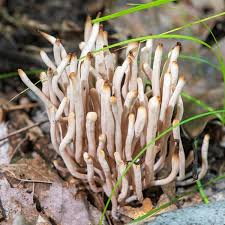 Attēlu rezultāti vaicājumam “Clavaria straminea”