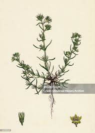 Attēlu rezultāti vaicājumam “Scleranthus annuus”