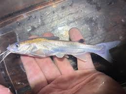 Image result for Ariopsis felis