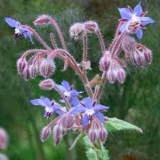 Image result for Borago officinalis