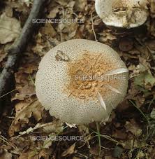 Attēlu rezultāti vaicājumam “Amanita rubescens”