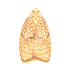 Attēlu rezultāti vaicājumam “Eana argentana”