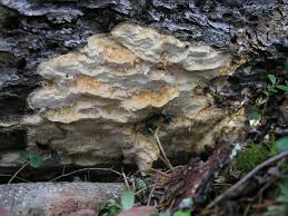 Attēlu rezultāti vaicājumam “Skeletocutis odora”