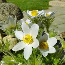Attēlu rezultāti vaicājumam “Pulsatilla vulgaris flower”