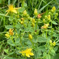 Attēlu rezultāti vaicājumam “Hypericum maculatum flower”