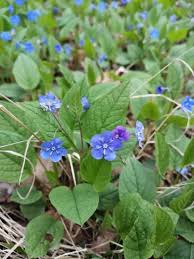 Image result for Omphalodes verna