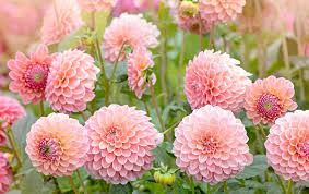 Image result for Dahlia hybrid.
