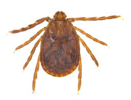 Attēlu rezultāti vaicājumam “Trichia longipalpis macro”