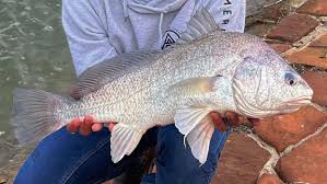 Image result for Aplodinotus grunniens