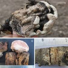 Attēlu rezultāti vaicājumam “Hyphodontia barba-jovis”