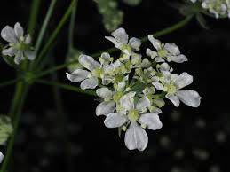 Attēlu rezultāti vaicājumam “Anthriscus sylvestris flower”