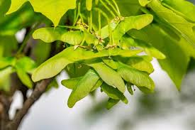 Attēlu rezultāti vaicājumam “Acer platanoides fruit”
