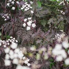 Attēlu rezultāti vaicājumam “Anthriscus sylvestris leaf”