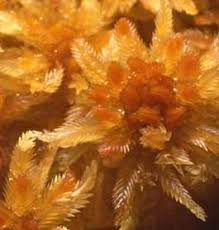 Attēlu rezultāti vaicājumam “Sphagnum balticum”