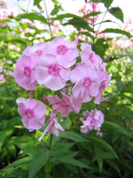 Image result for Phlox (großblumig)
