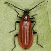 Attēlu rezultāti vaicājumam “Pyrochroidae larva”