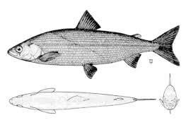 Image result for Coregonus artedi