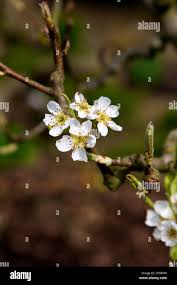 Attēlu rezultāti vaicājumam “Pyrus communis flower”