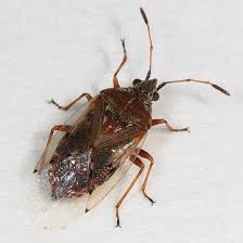 Attēlu rezultāti vaicājumam “Kleidocerys resedae”