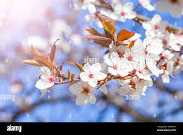 Attēlu rezultāti vaicājumam “Prunus cerasifera var. divaricata flower”
