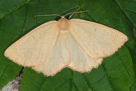 Attēlu rezultāti vaicājumam “Angerona prunaria”