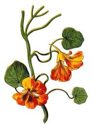 Image result for Tropaeolum majus