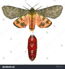 Attēlu rezultāti vaicājumam “Retinia resinella pupa”