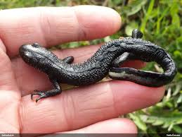 Attēlu rezultāti vaicājumam “Licea testudinacea young”