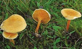 Attēlu rezultāti vaicājumam “Hygrophoropsis aurantiaca”